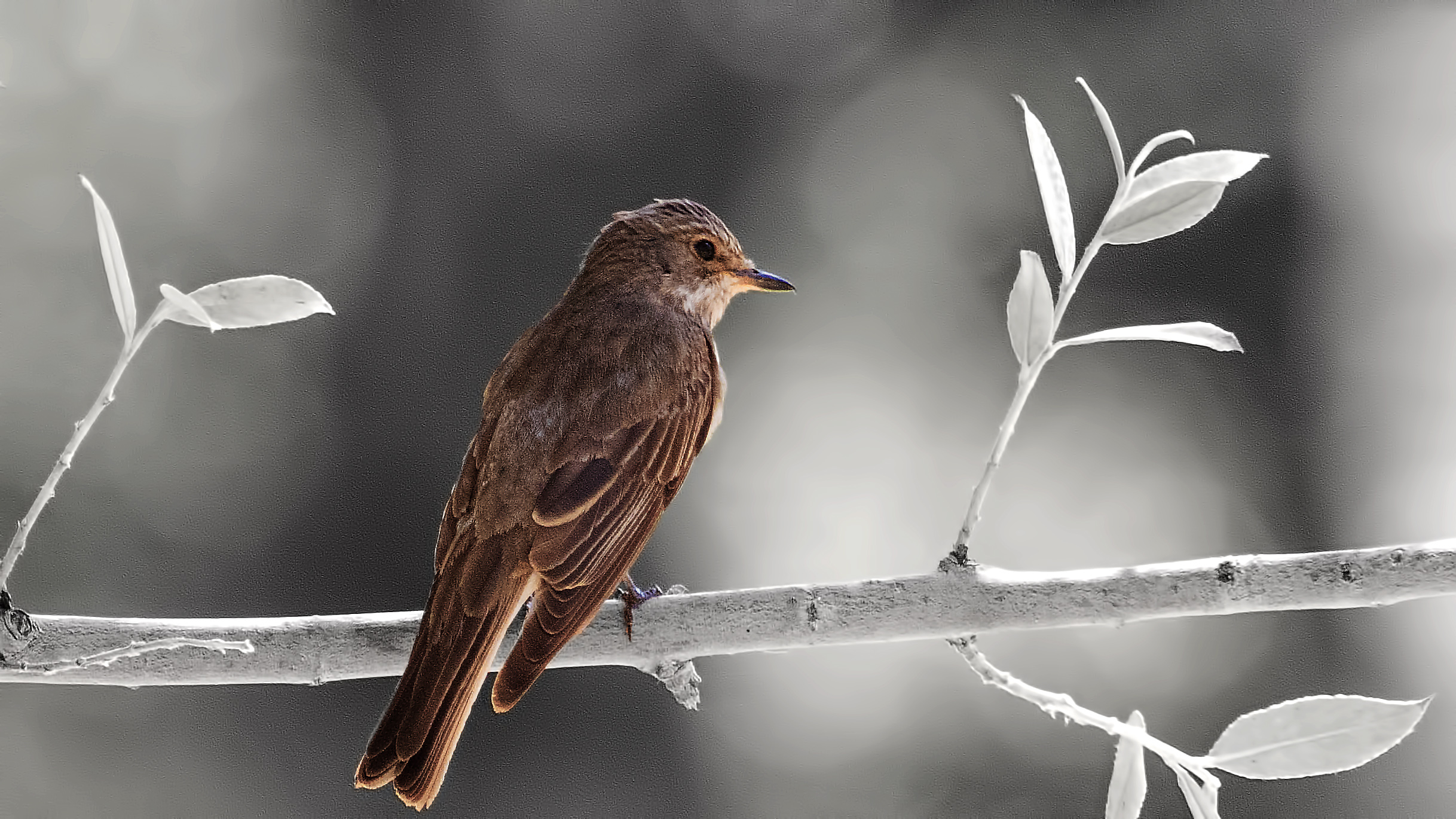 Spotted Flycatcher